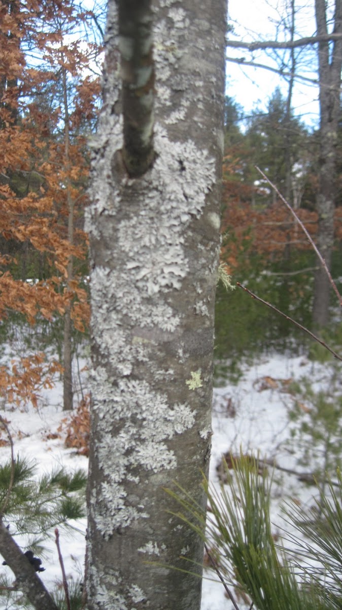 Green Shield Lichen