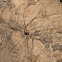 Cave harvestman