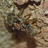 Jumping spider  (female committing sexual cannibalsim)