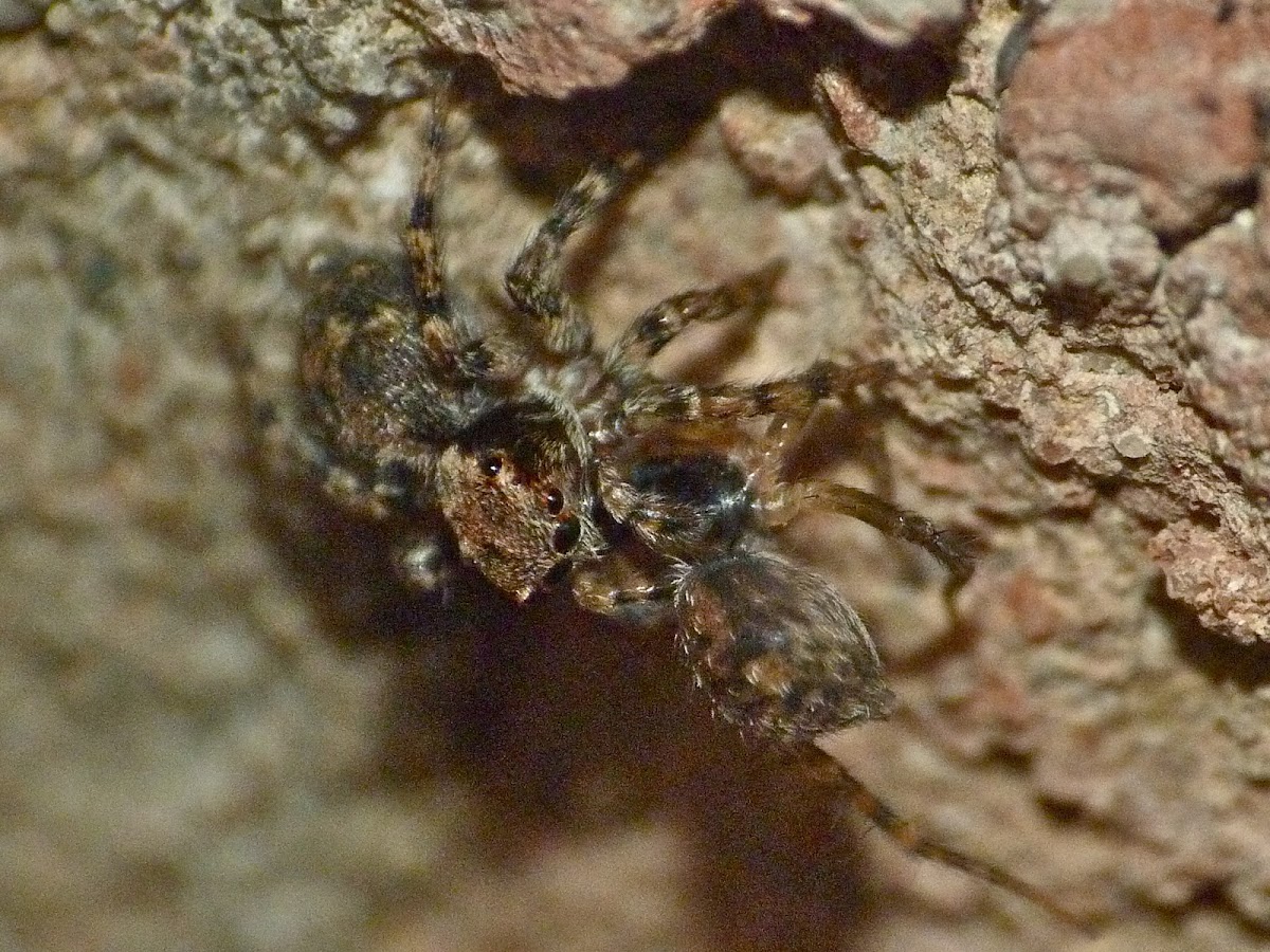 Jumping spider  (female committing sexual cannibalsim)