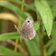 Bush Brown Batterfly