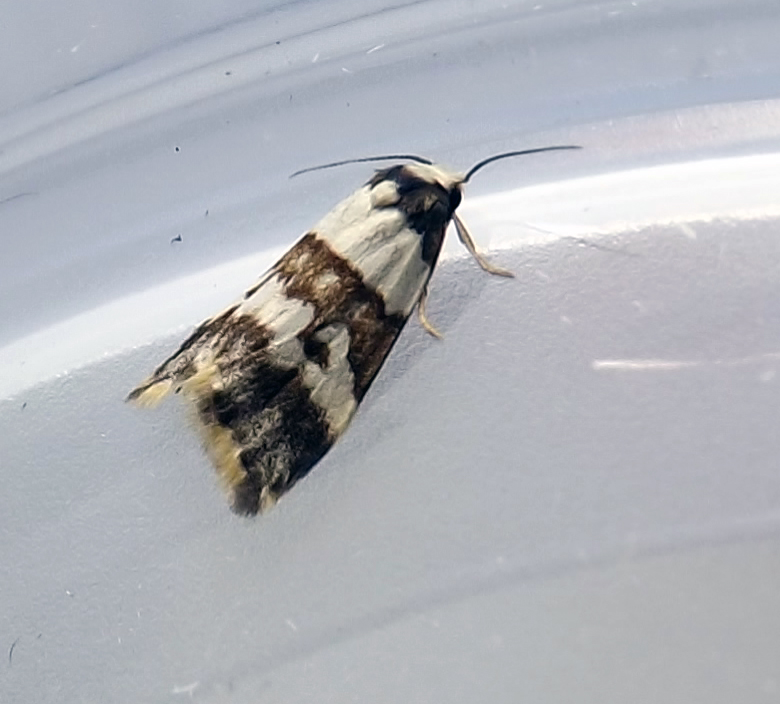 Variable Halone (moth)