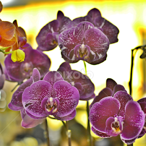 by Abdul Salim - Flowers Flower Arangements