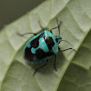 Blue Stink Bug