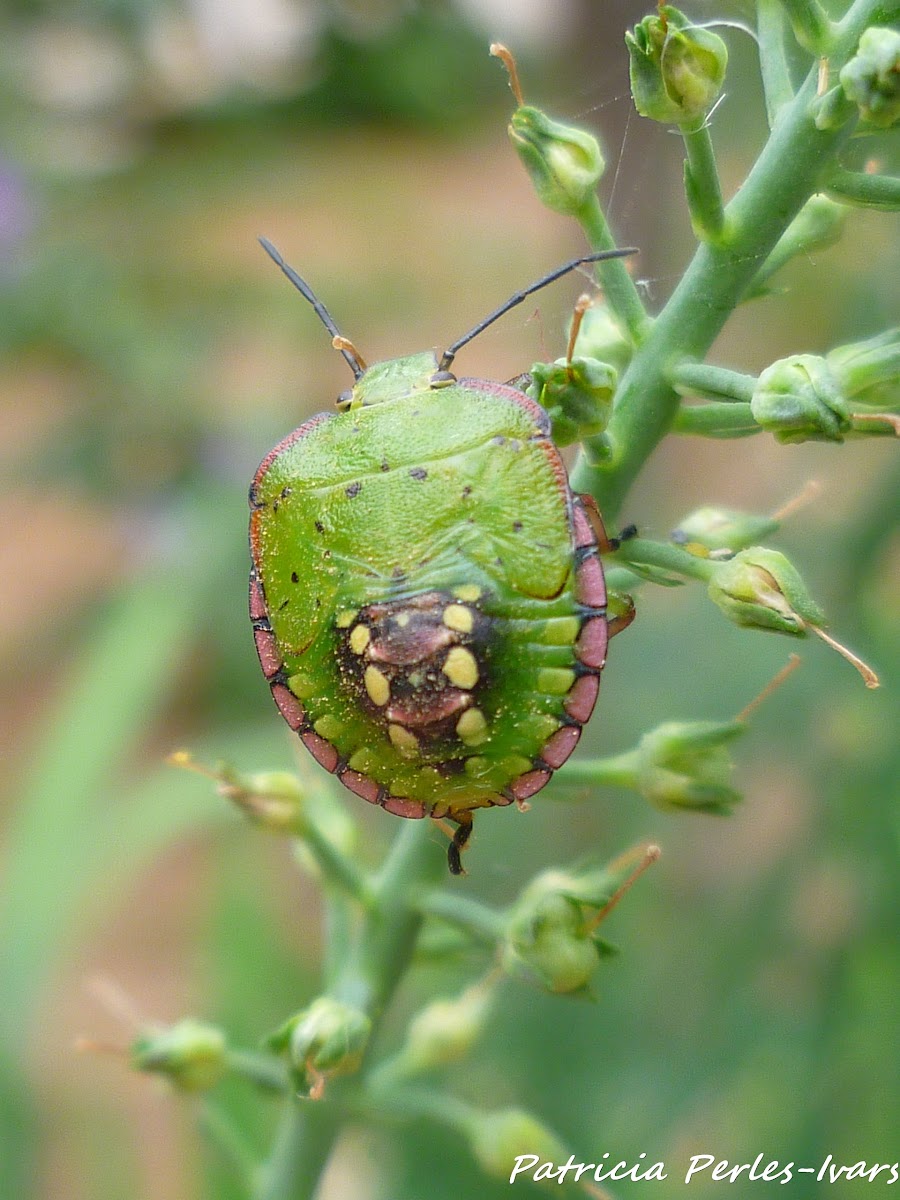 southern green stink bug nymph