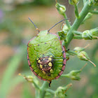southern green stink bug nymph