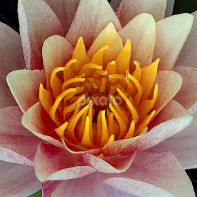 Water Lily by Nikola Vlahov - Flowers Single Flower