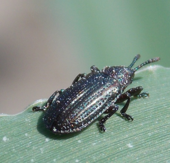 Hispine Beetle