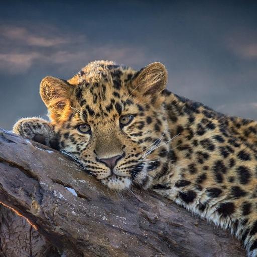 Leopard Free Live Wallpaper