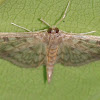 Bold Feathered Grass Moth