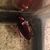Smoky Brown Cockroach Vs Palmetto Bug - Palmetto bug is just a common nickname for the american cockroach.