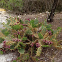 Prickly Pear Cactus