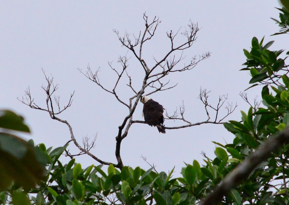 Black & White Hawk- Eagle, Aguilucho Blanquinegro