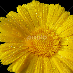 by Soumitra Haldar - Flowers Single Flower