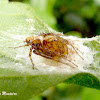 Broad headed Lynx spider