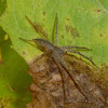 Nursery Web Spider