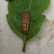 Lycaenid Caterpillar