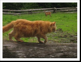 20080624-wheelers-19