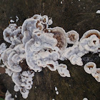 unji mushroom