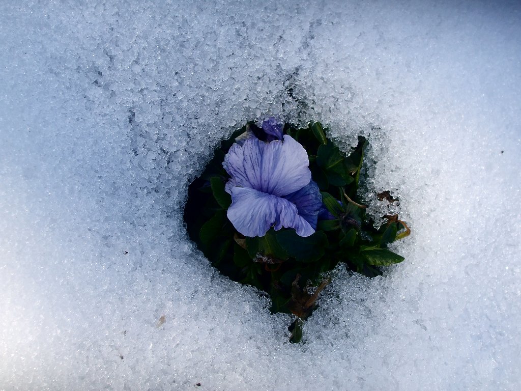 Pansy in the snow