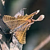 swallowtail moth