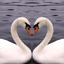 Swans in Love Wallpaper mobile app icon