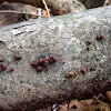 fungal spore
