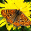 Marsh Fritillary; Doncella de ondas