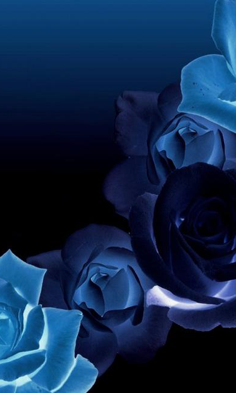 すべての美しい花の画像 ぜいたく青い バラ 壁紙