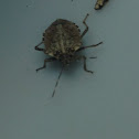 Brown Marmorated Stink Bug