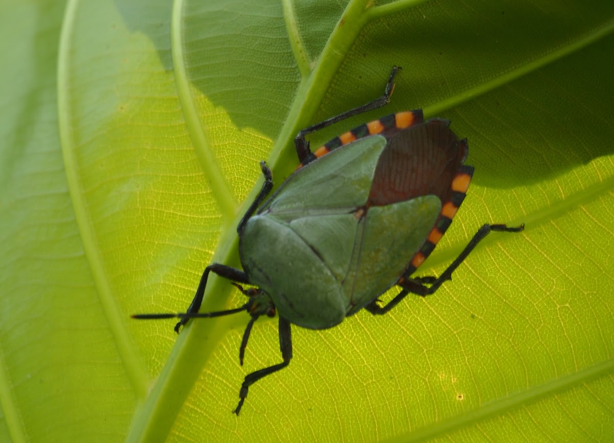 Giant Shield Bug