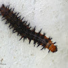 Theona Checkerspot Caterpillar