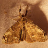 Hodges#8316, White-marked Tussock Moth