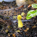 Yellow Houseplant Mushroom