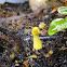 Yellow Houseplant Mushroom