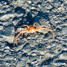 Small crab spider