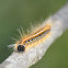 Eastern tent caterpillar