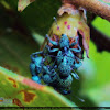 Blue Weevil