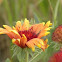 Gaillardia