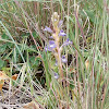 Blue broomrape