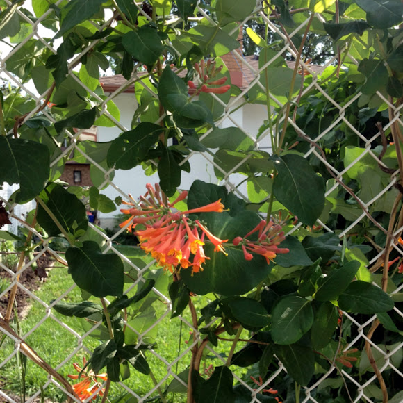 Trumpet Honeysuckle Project Noah