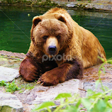 Taking a Rest by Amy Hepler -  