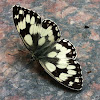 Marbled White