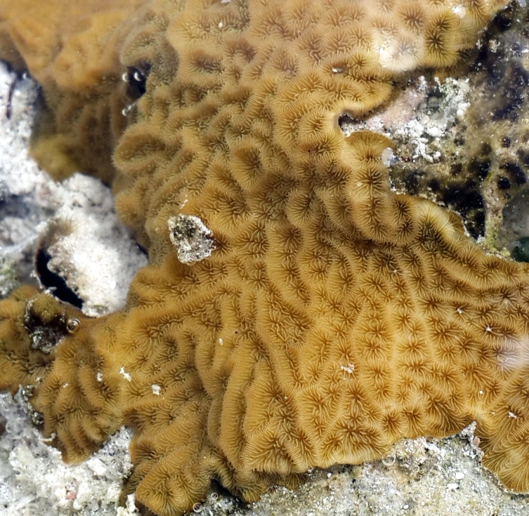 Coral (?)