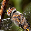 Baskettail Dragonfly