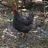 Barred Rock domestic chicken