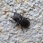 Stag Beetle (female)