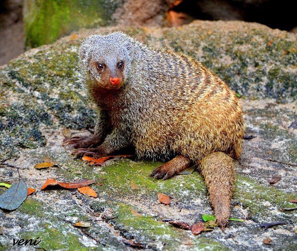 Common Dwarf Mongoose | Project Noah