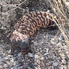 Gila Monster