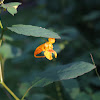 Orange jewelweed